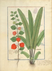 Physalis (vänster) Illustration från Book of Simple Medicines av Mattheaus Platearius 161r